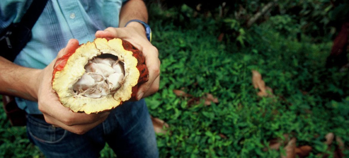 Consultor agrícola na Colômbia abre uma fruta para expor sementes de cacau, usadas para fazer chocolate Consultor agrícola na Colômbia abre uma fruta para expor sementes de cacau, usadas para fazer chocolate