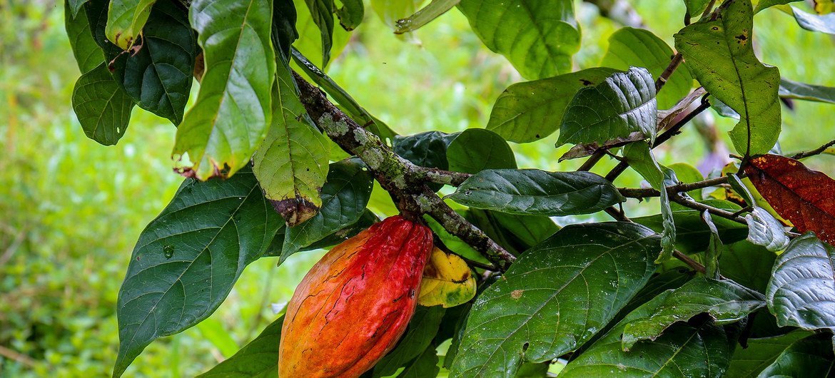 Plantação de cacau Plantação de cacau