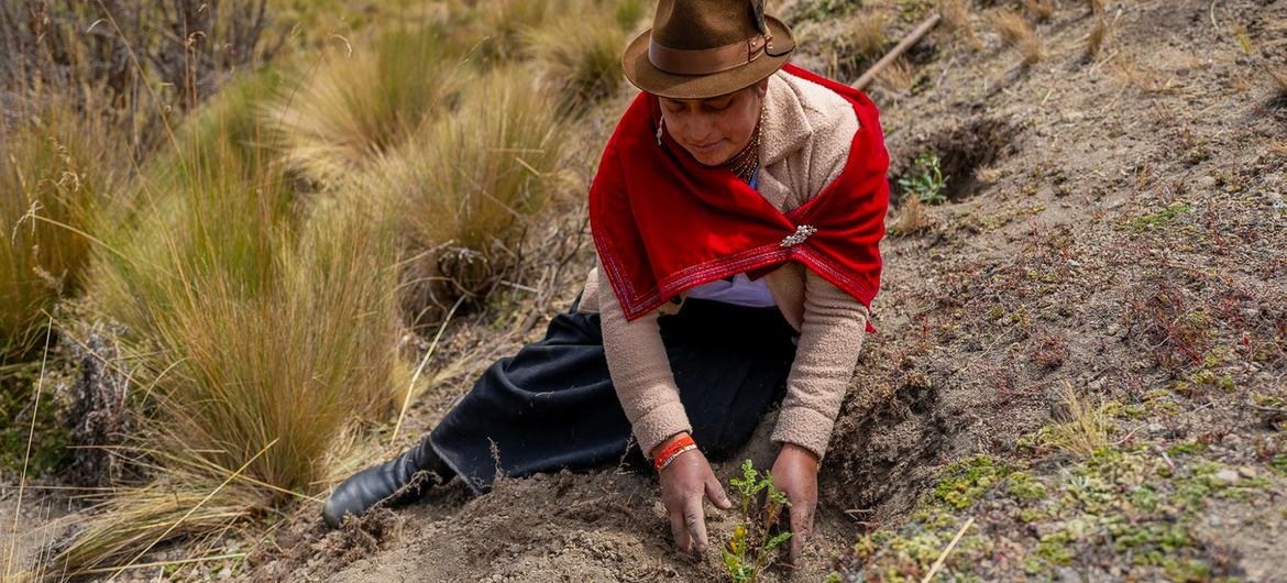 Uma mulher ajuda a restaurar terras degradadas no Equador.