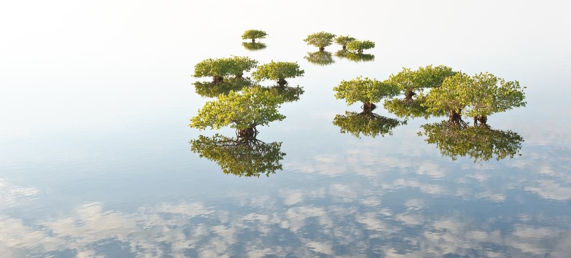 Os manguezais extraem até cinco vezes mais carbono do que as florestas terrestres, incorporando-o em suas folhas, galhos, raízes e nos sedimentos abaixo deles