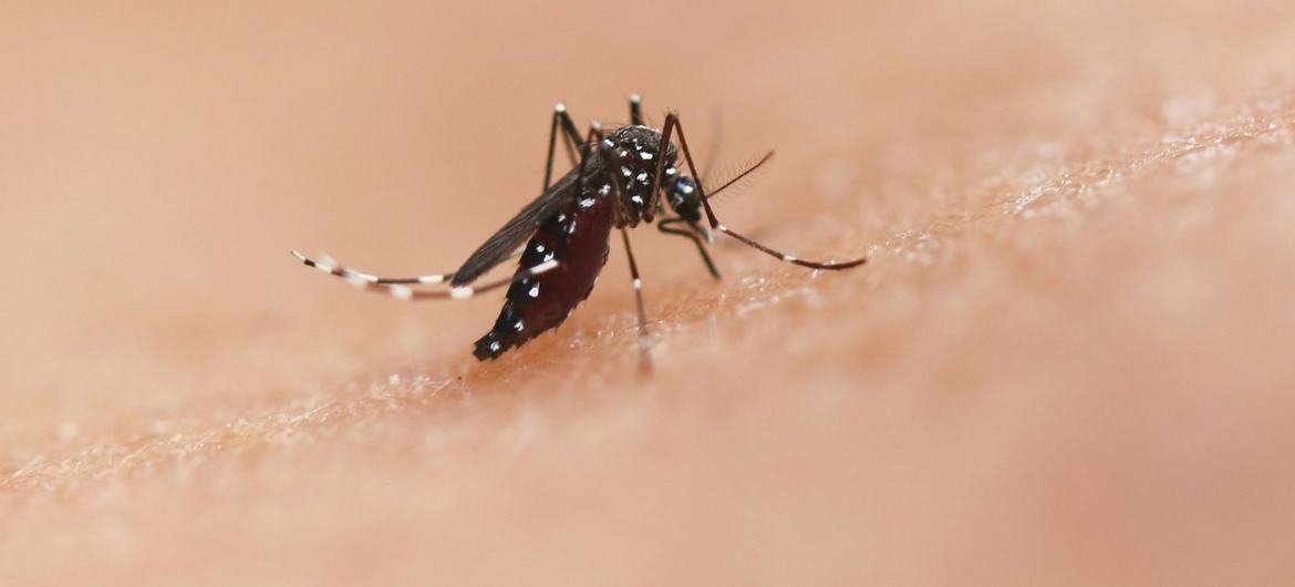 Espécie de mosquito Aedes pode transmitir doenças como chikungunya, dengue e Zika