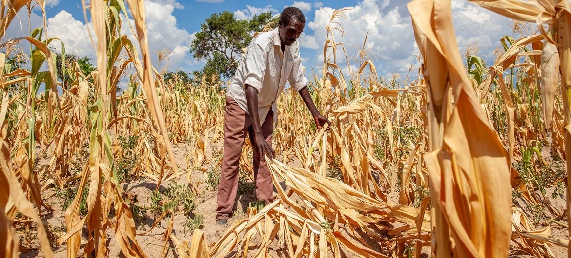 Um campo de milho estragado pela seca na Zâmbia, um dos países que declarou emergência enquanto enfrenta os efeitos do El Niño