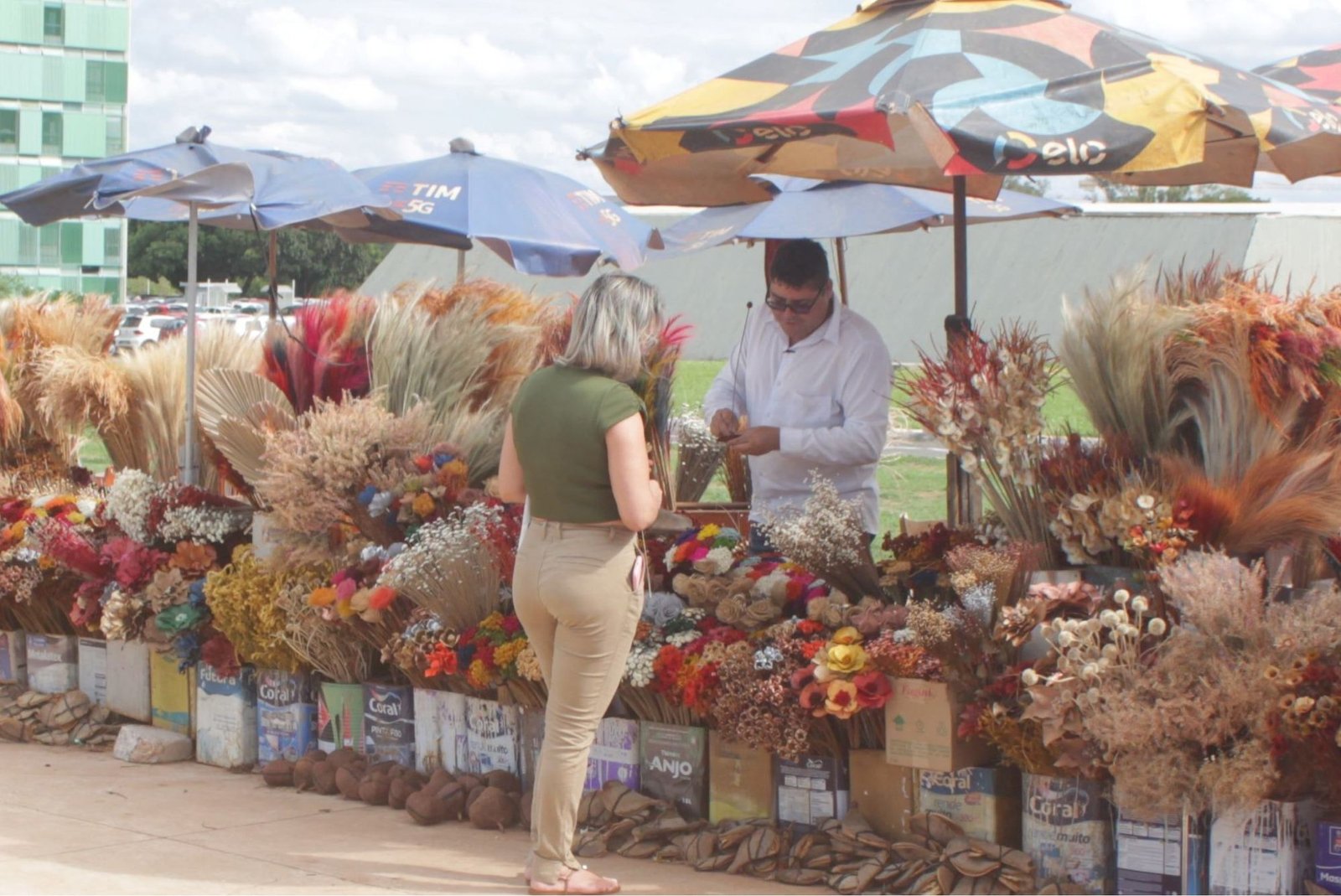 Mais de 300 espécies de plantas do Cerrado, em Minas Gerais, podem ser usadas para criar buquês ornamentais duradouros