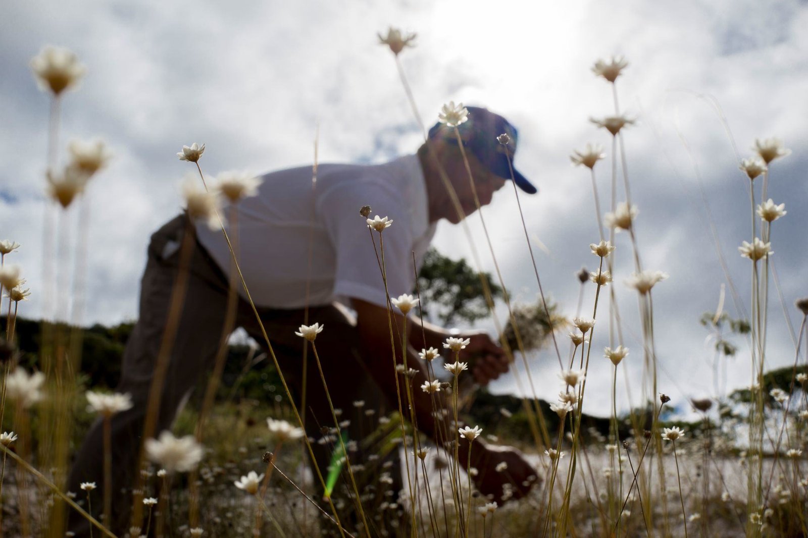 Colecionar flores perenes ajuda a combater a pobreza.